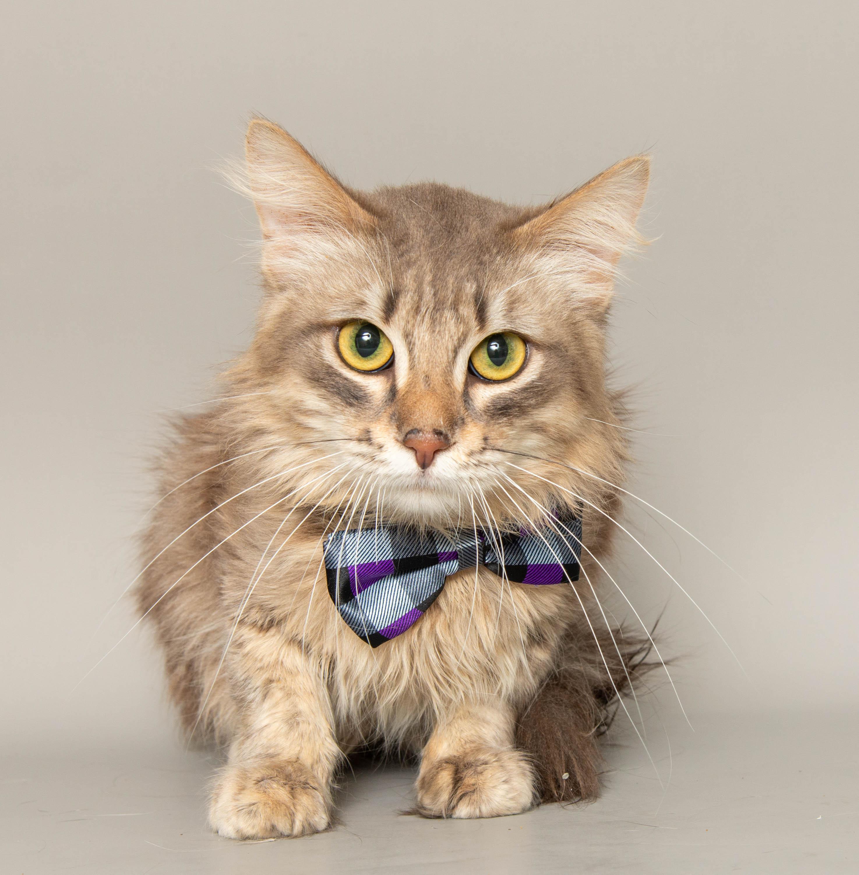 Enlarge SHILOH, a Adoptable Domestic Long Hair in Wyandotte, MI image 1/2