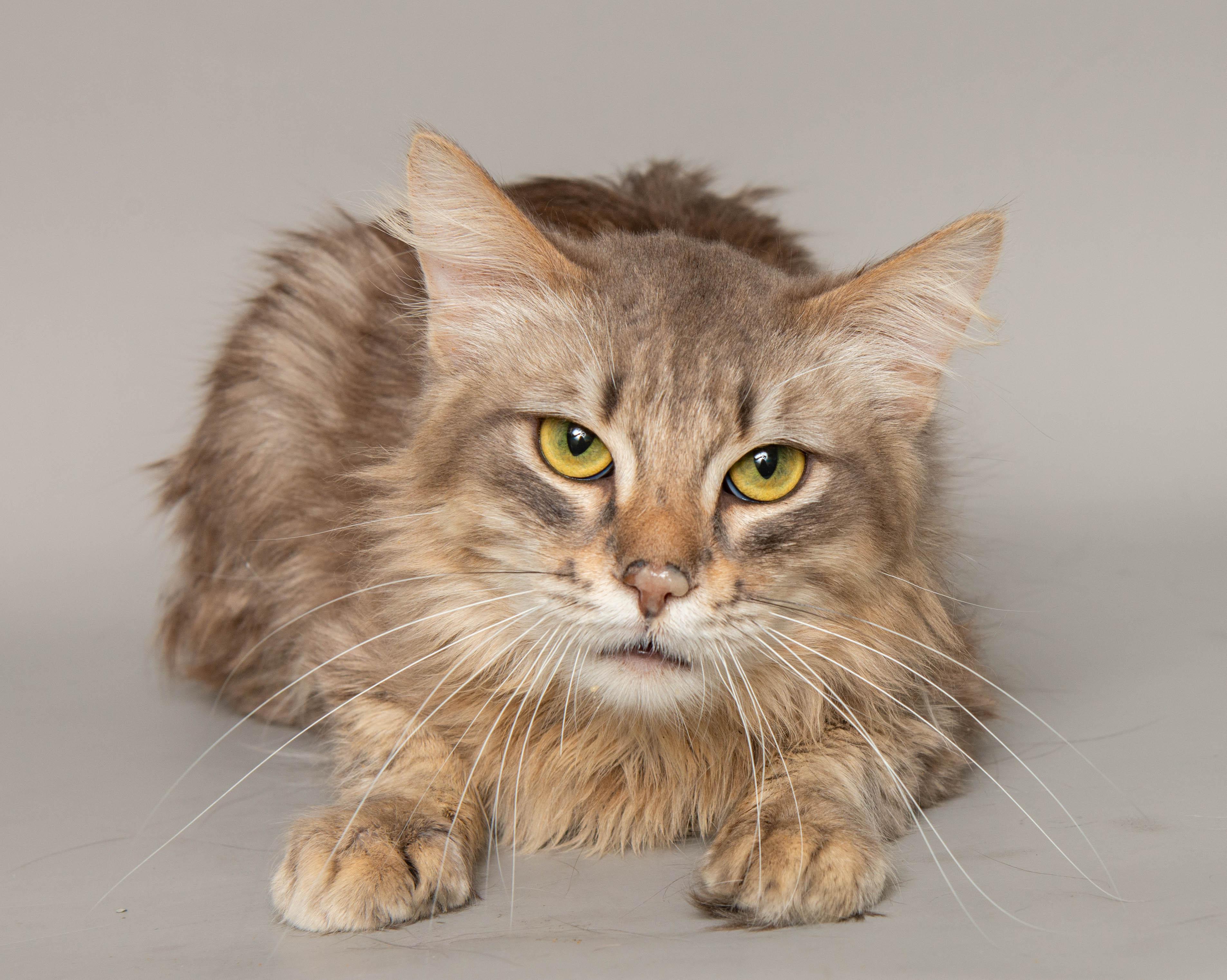 Enlarge SHILOH, a Adoptable Domestic Long Hair in Wyandotte, MI image 2/2