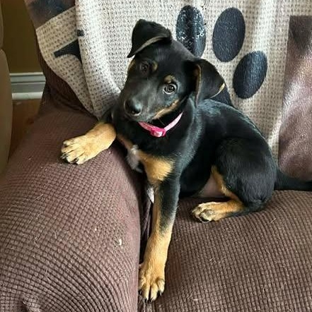 Jellybean, ADOPTABLE, Puppy Female Australian Shepherd.