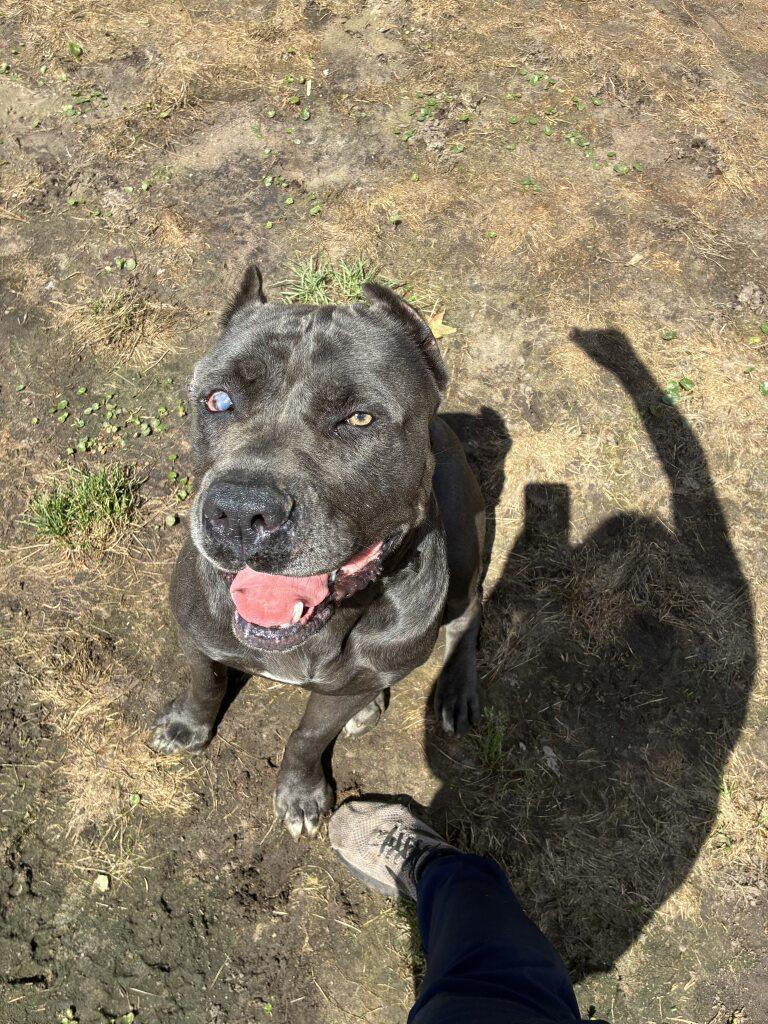 Enlarge Midnight, a ADOPTABLE Cane Corso in Woodbine, GA image 2/3