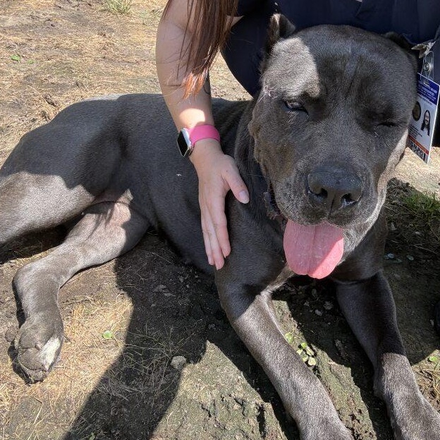 Enlarge Midnight, a ADOPTABLE Cane Corso in Woodbine, GA image 3/3