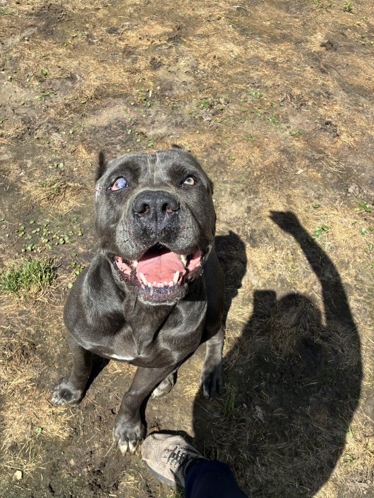 Enlarge Midnight, a ADOPTABLE Cane Corso in Woodbine, GA image 1/3