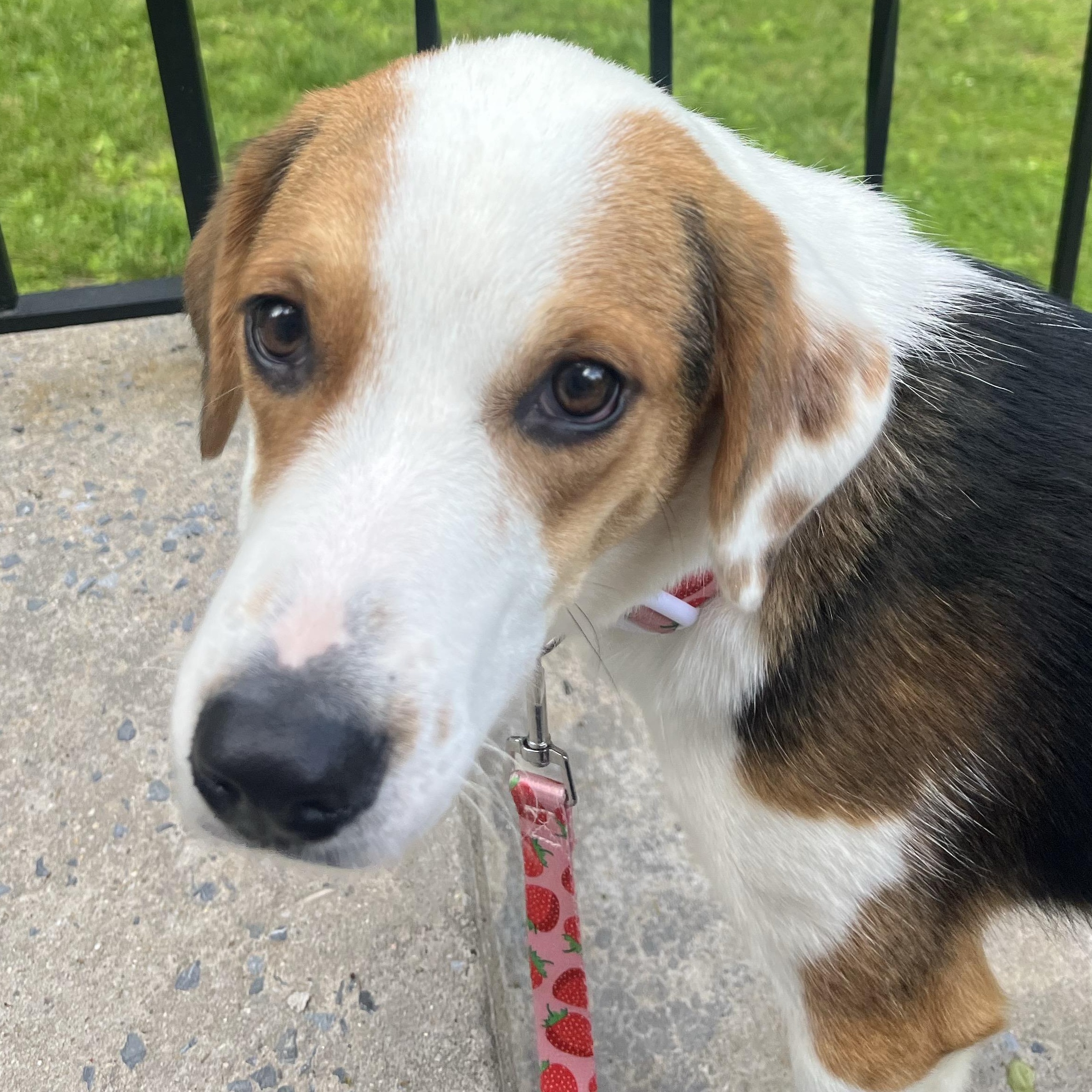 Enlarge Jewel, a Adoptable mixed breed in Cortlandt Manor, NY image 2/3