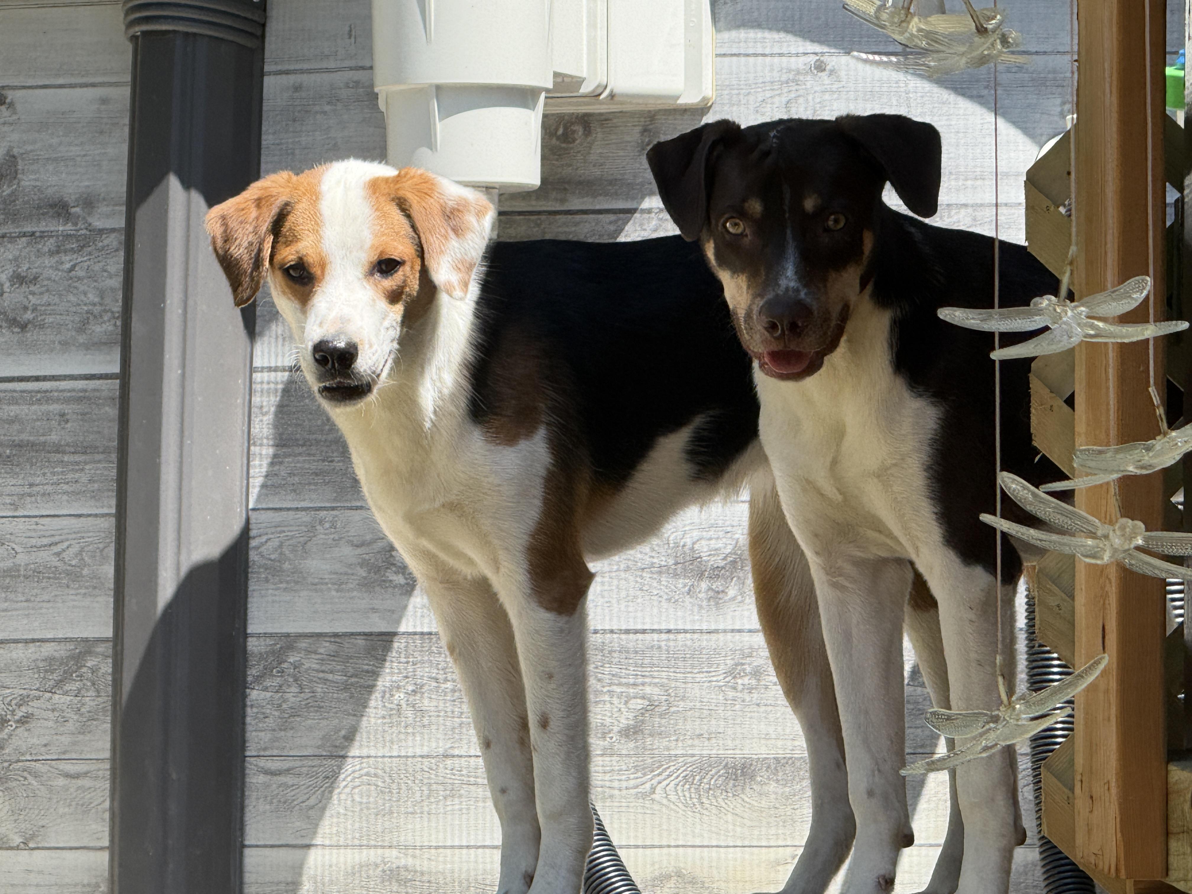 Enlarge Jewel, a Adoptable mixed breed in Cortlandt Manor, NY image 3/3