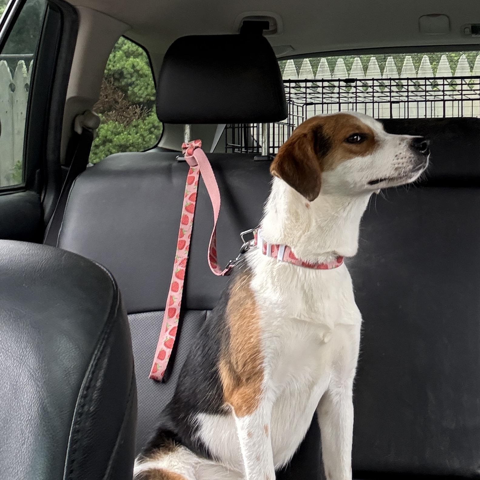 Jewel, Adoptable, Young Female Australian Cattle Dog / Blue Heeler & Beagle.