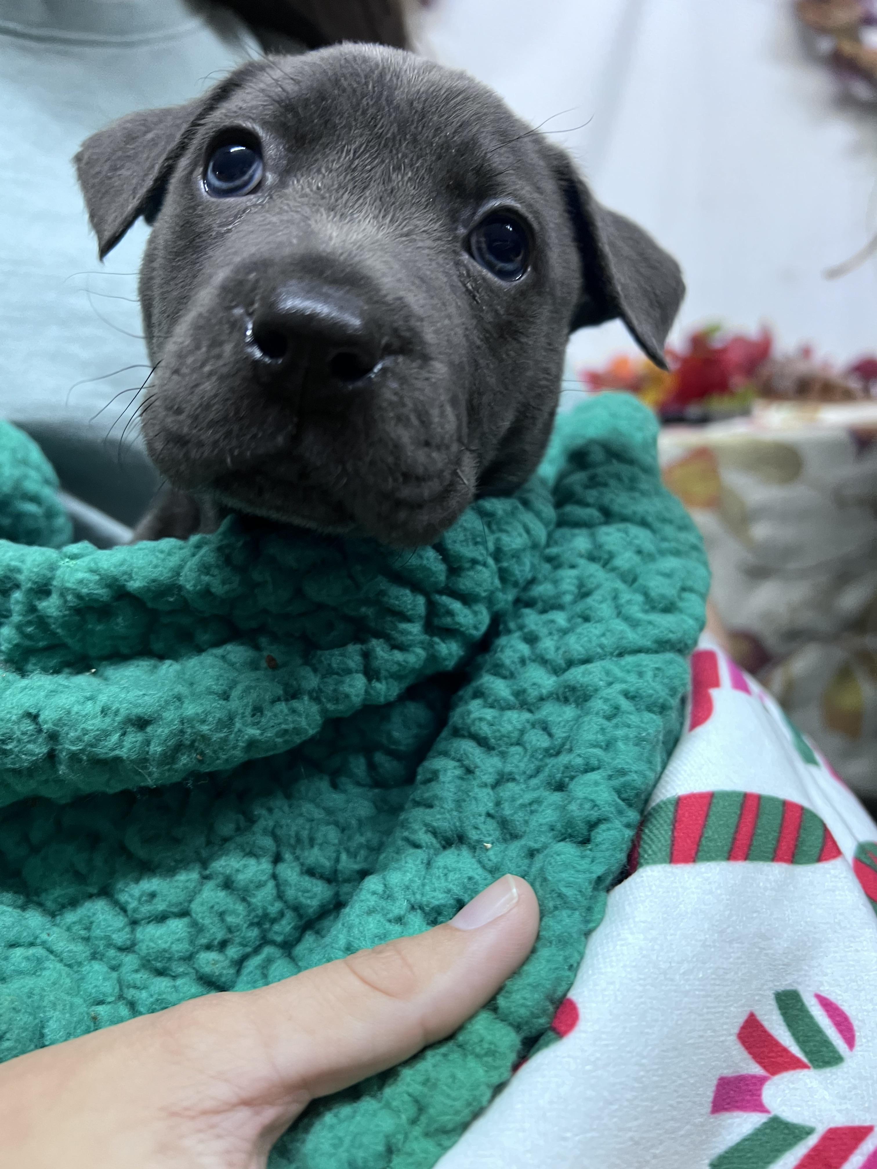 Enlarge Stuffing/ Dyna, a Adopted mixed breed in Phoenix, AZ image 1/3