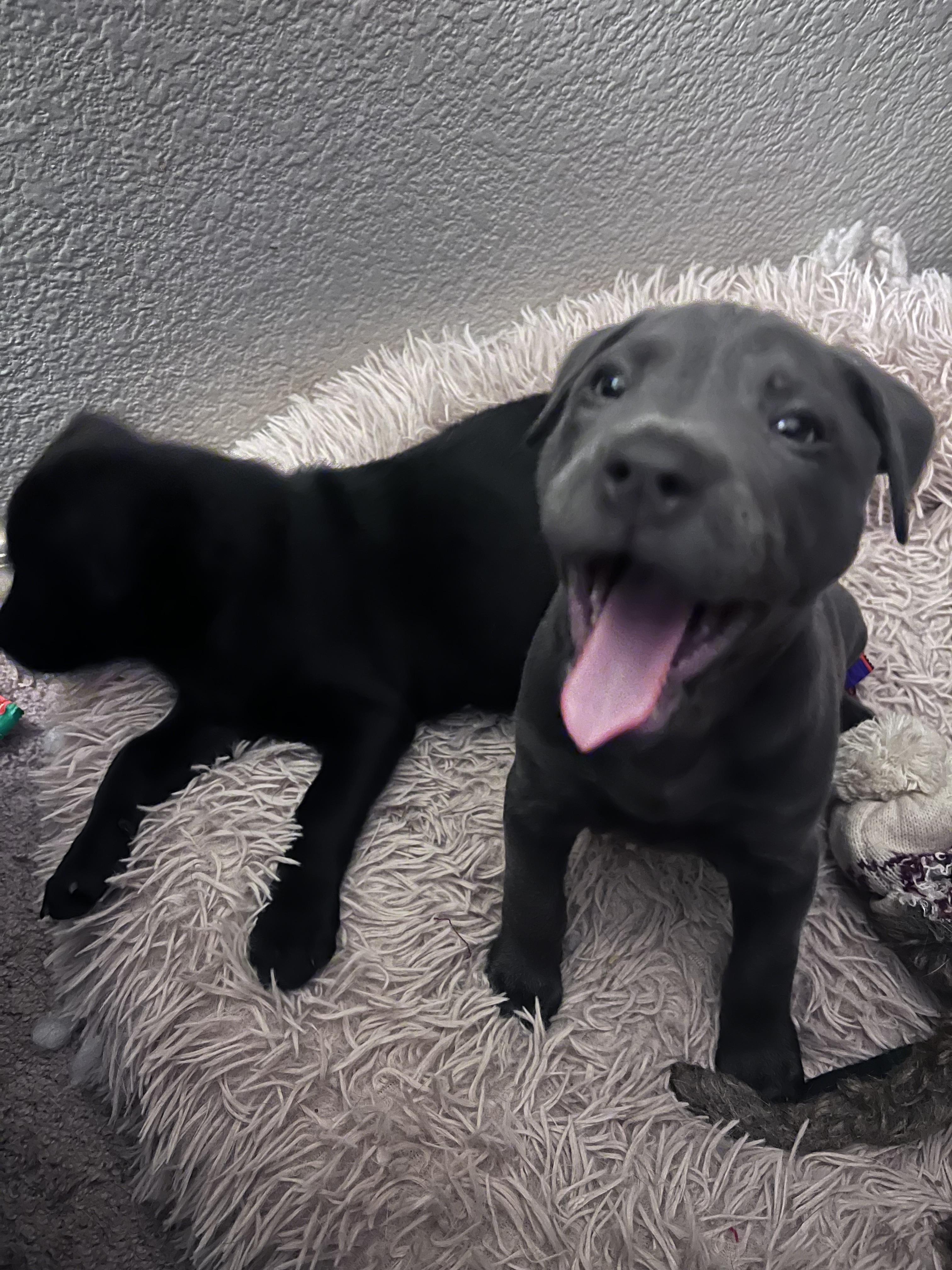 Enlarge Stuffing/ Dyna, a Adopted mixed breed in Phoenix, AZ image 2/3