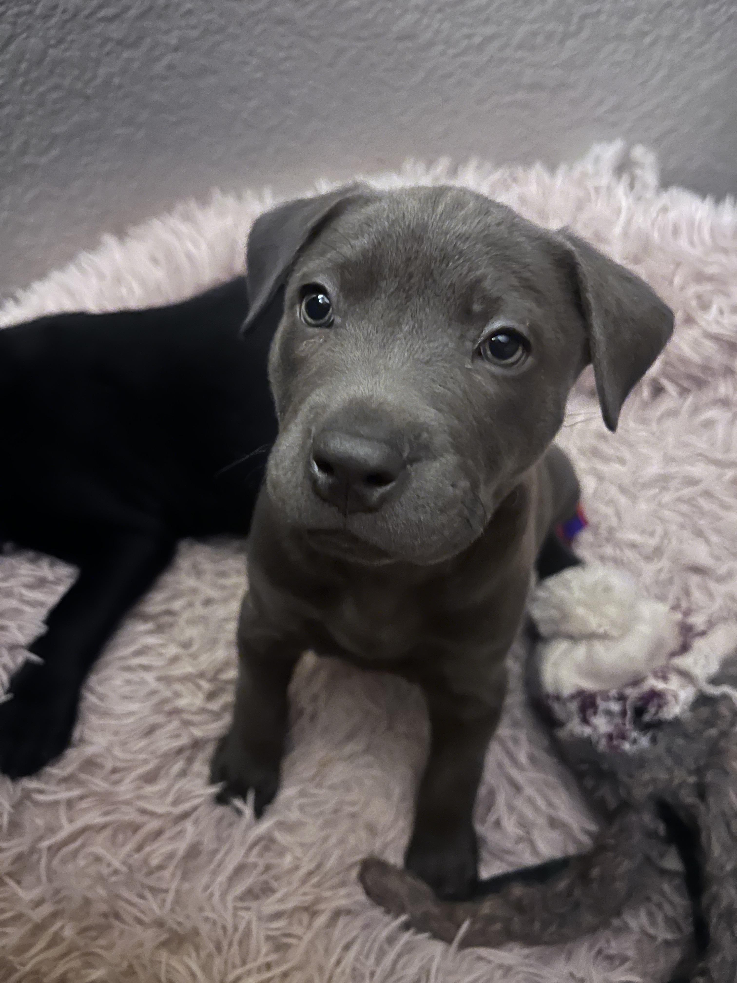 Enlarge Stuffing/ Dyna, a Adopted mixed breed in Phoenix, AZ image 3/3