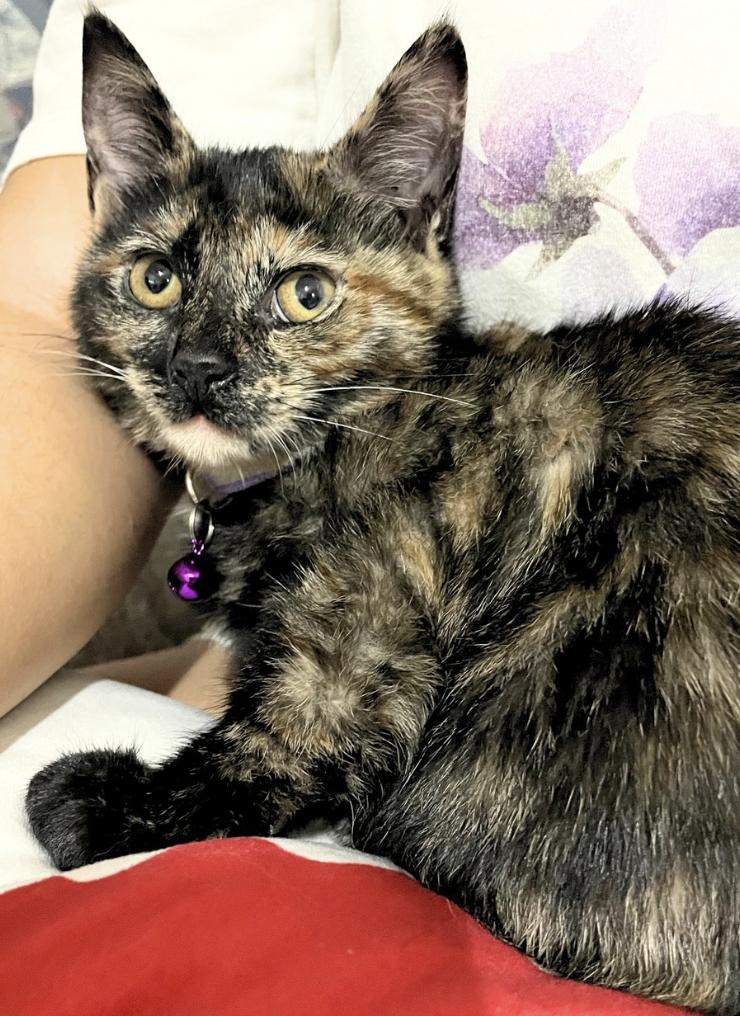 Sable, ADOPTABLE, Kitten Female Domestic Short Hair.