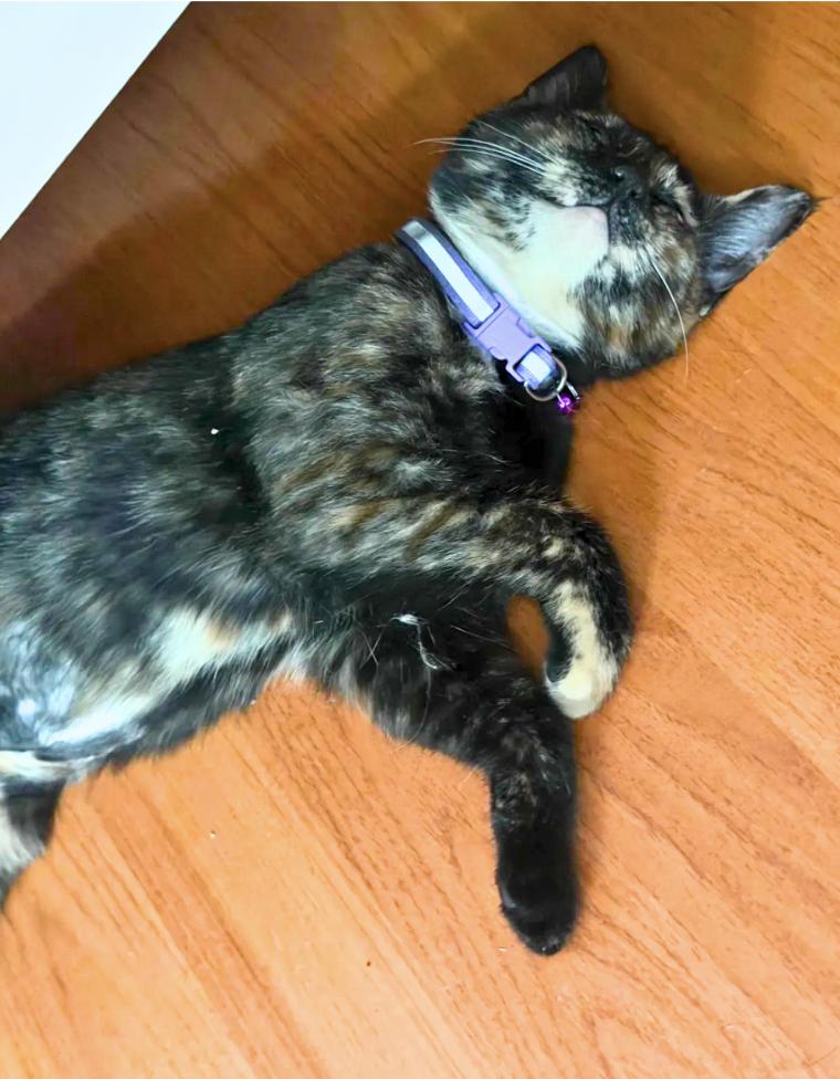 Sable, a ADOPTABLE Domestic Short Hair in Weehawken, NJ image 2/5