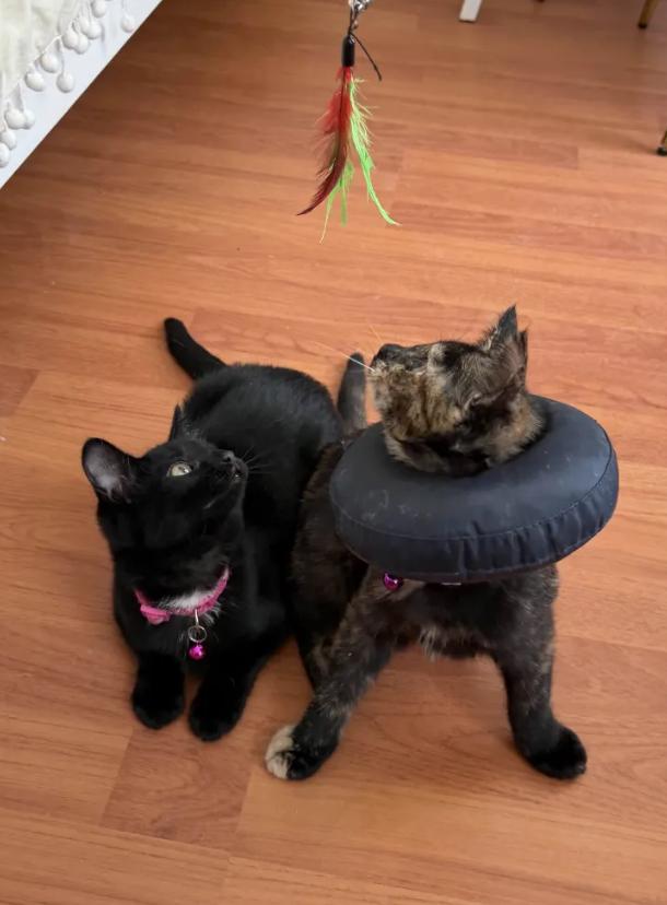 Sable, a ADOPTABLE Domestic Short Hair in Weehawken, NJ image 4/5