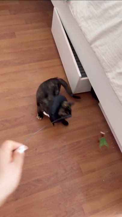 Enlarge Sable, a ADOPTABLE Domestic Short Hair in Weehawken, NJ video 5/5