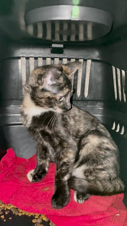 Enlarge Sable, a ADOPTABLE Domestic Short Hair in Weehawken, NJ video 3/5