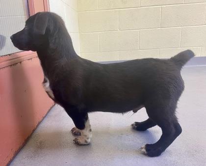 Yancey, an adopted Shepherd in Glasgow, KY image 2/2