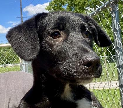 Yancey, an adopted Shepherd in Glasgow, KY image 1/2