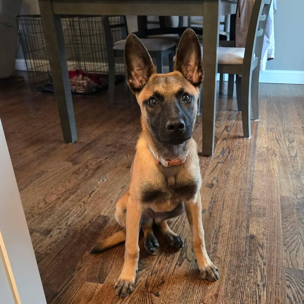 Enlarge Moxie, an adopted Belgian Shepherd / Malinois in West Haven, CT image 1/2