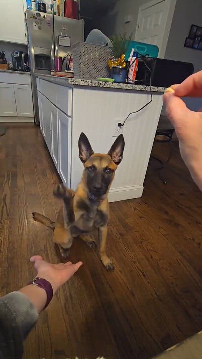 Enlarge Moxie, an adopted Belgian Shepherd / Malinois in West Haven, CT video 2/2