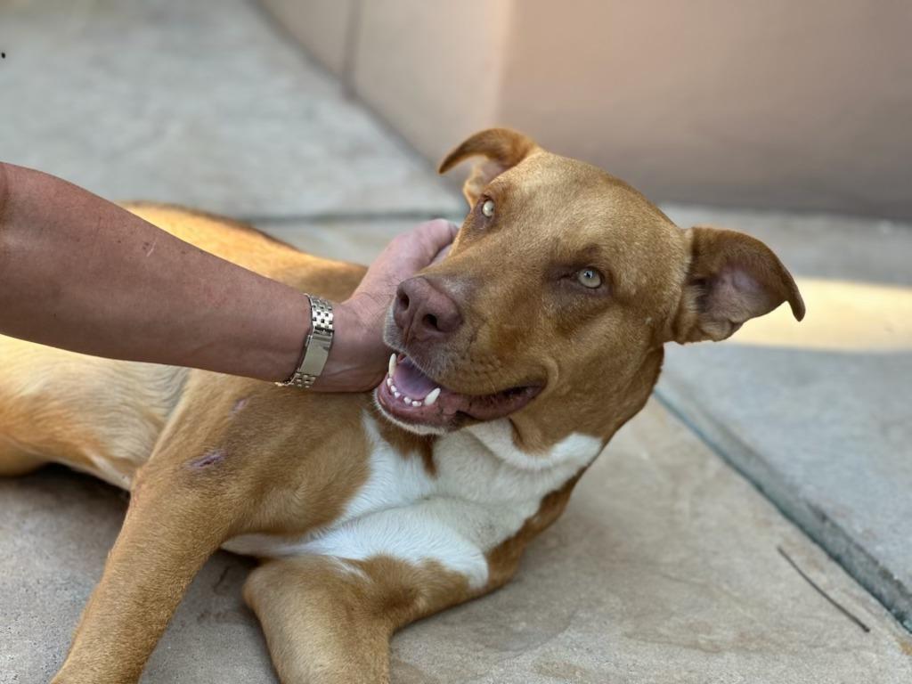 Dave, a Adopted mixed breed in San Juan de Abajo, NAY image 1/2