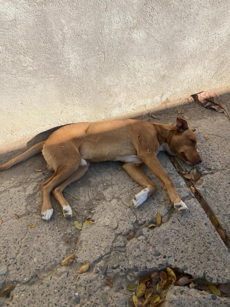Dave, a Adopted mixed breed in San Juan de Abajo, NAY image 2/2