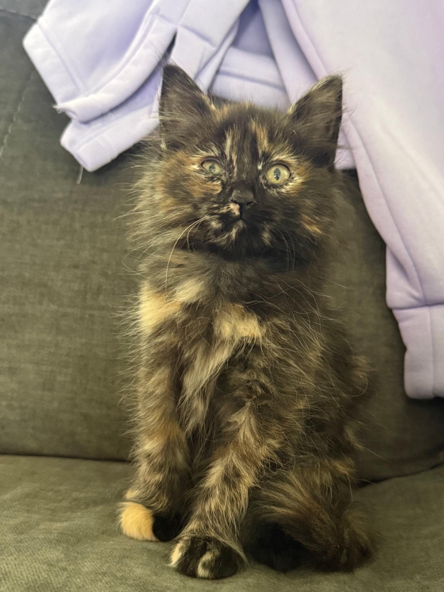 Enlarge White Maple, a ADOPTABLE Tortoiseshell in Pasco, WA image 3/3