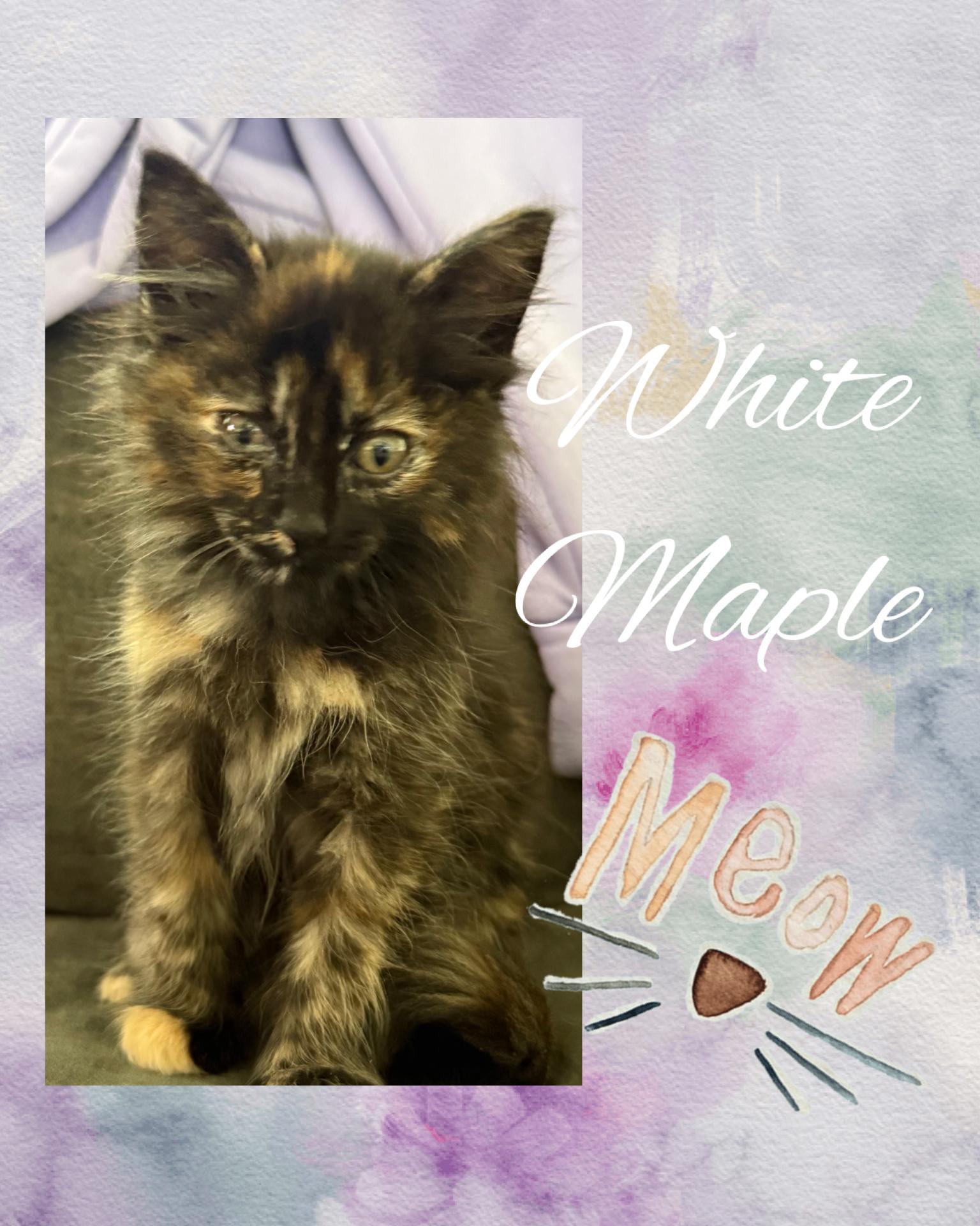 White Maple, ADOPTABLE, Kitten Female Tortoiseshell.