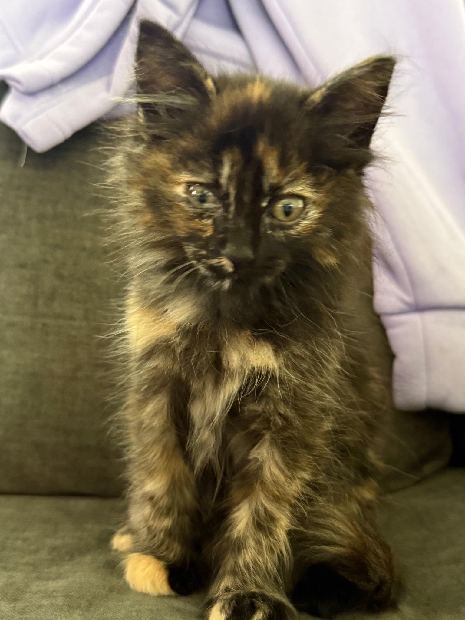 Enlarge White Maple, a ADOPTABLE Tortoiseshell in Pasco, WA image 2/3