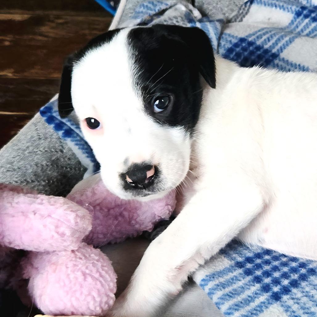 Peach — thumbnail 3