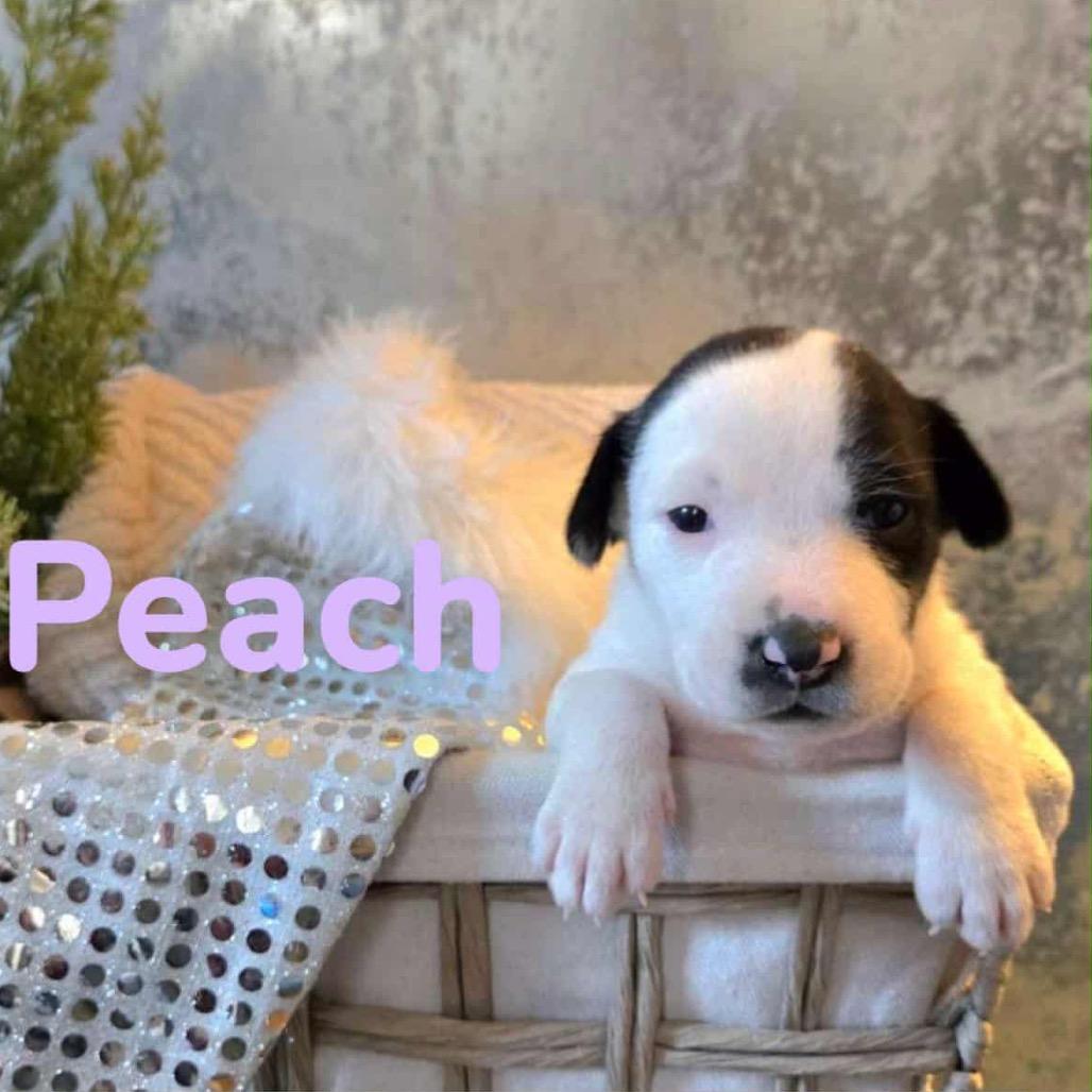 Peach — thumbnail 4
