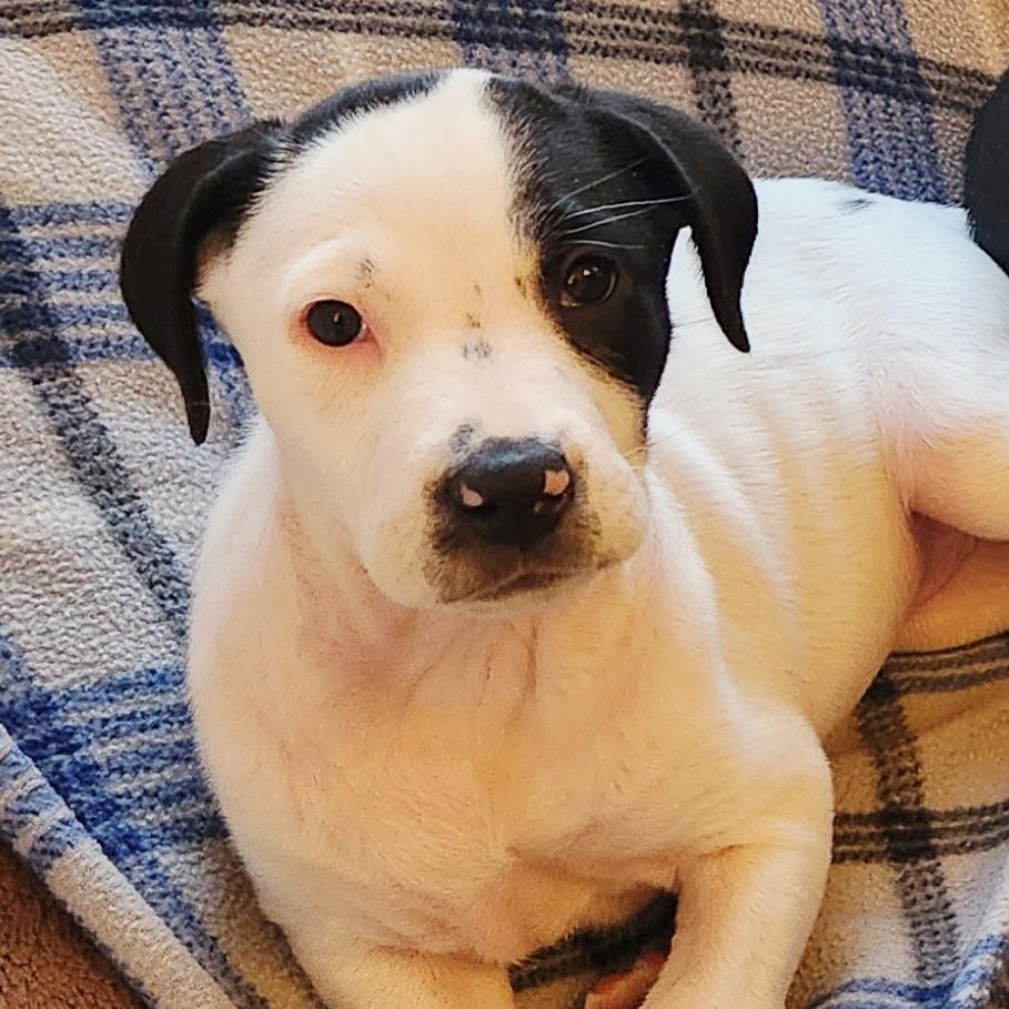 Peach — thumbnail 6