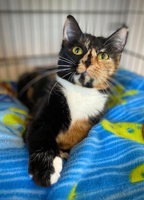 Enlarge Pippy, a Adoptable Domestic Short Hair in Duxbury, MA image 1/3