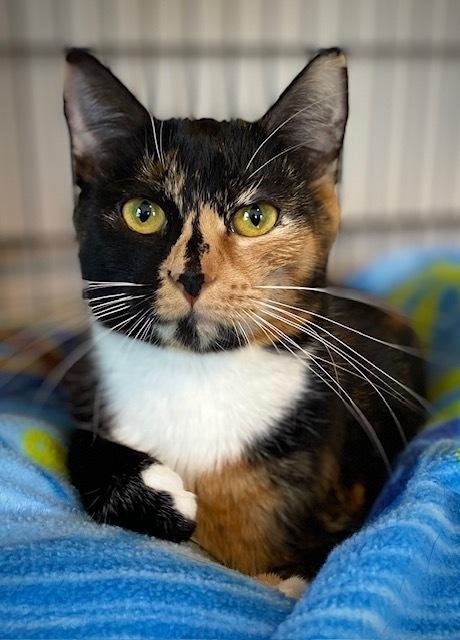 Enlarge Pippy, a Adoptable Domestic Short Hair in Duxbury, MA image 2/3