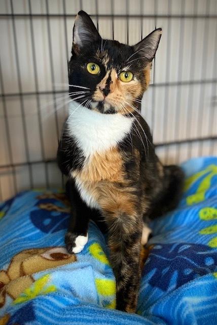 Enlarge Pippy, a Adoptable Domestic Short Hair in Duxbury, MA image 3/3