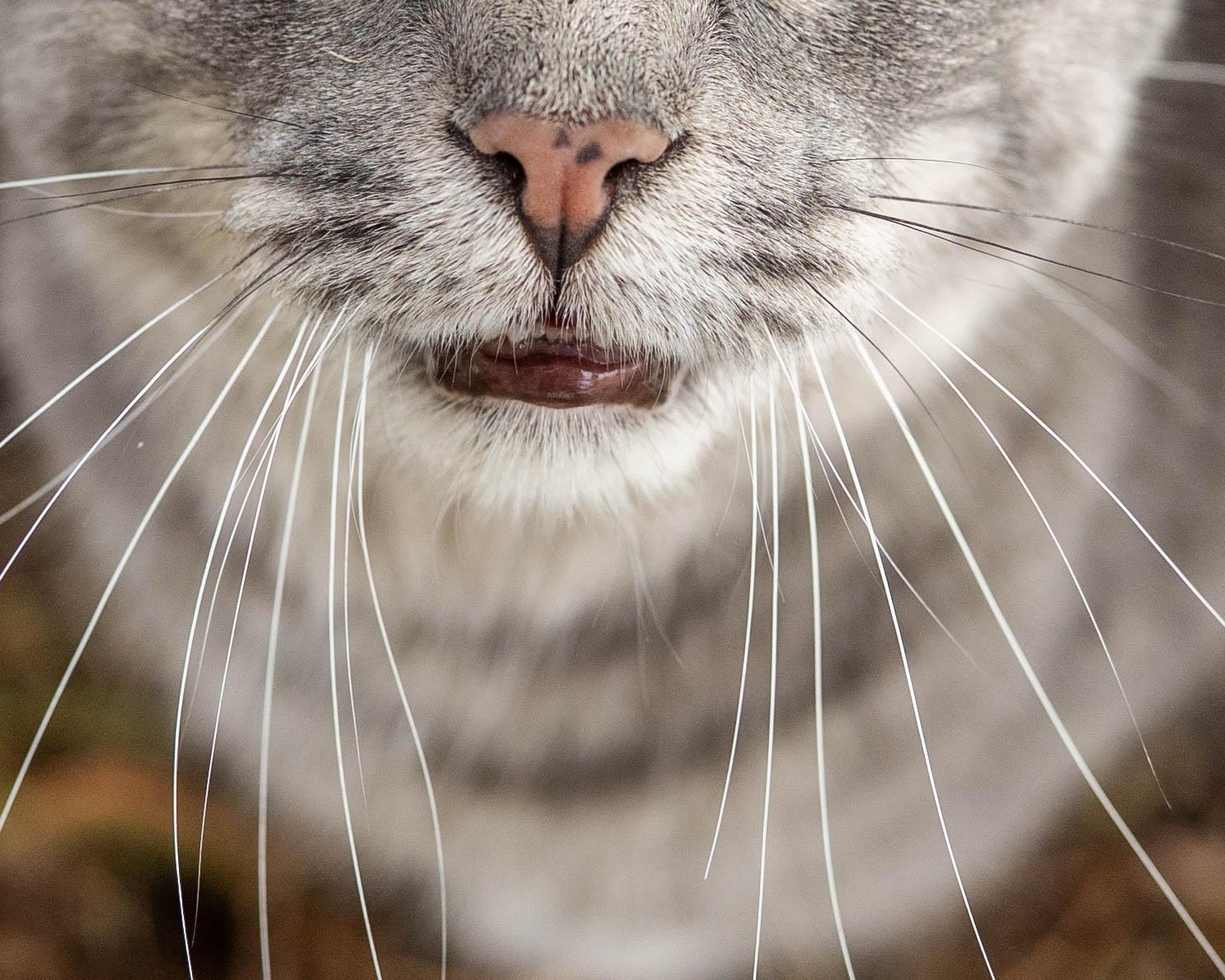 Dani, an adoptable Domestic Short Hair in Little Falls, MN, 56345 | Photo Image 4