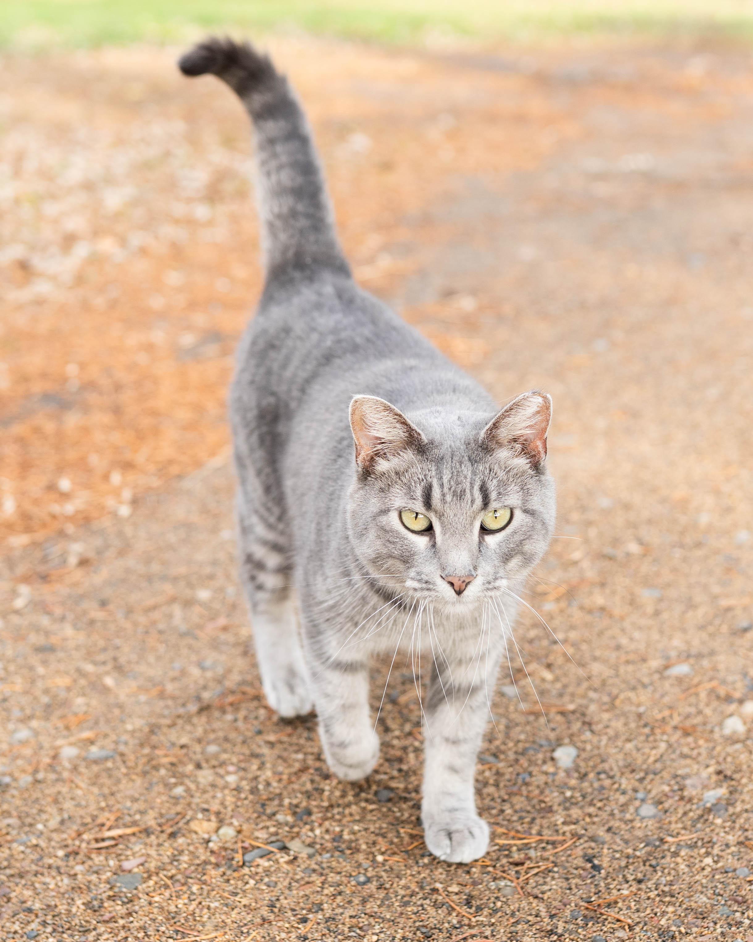 Dani, an adoptable Domestic Short Hair in Little Falls, MN, 56345 | Photo Image 2