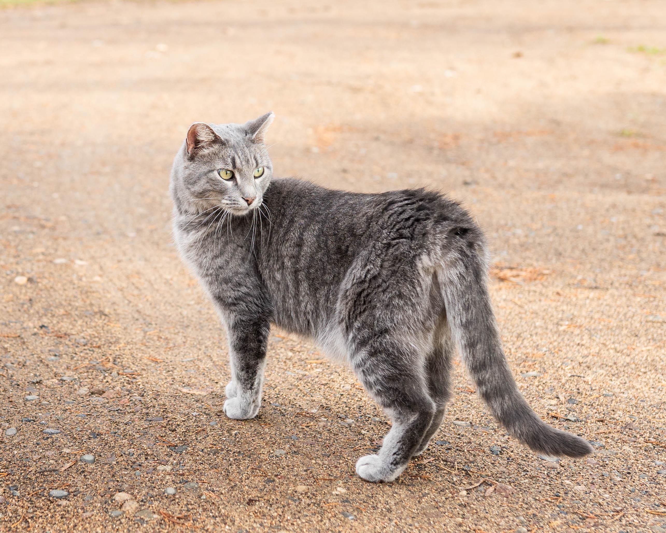 Dani, an adoptable Domestic Short Hair in Little Falls, MN, 56345 | Photo Image 1