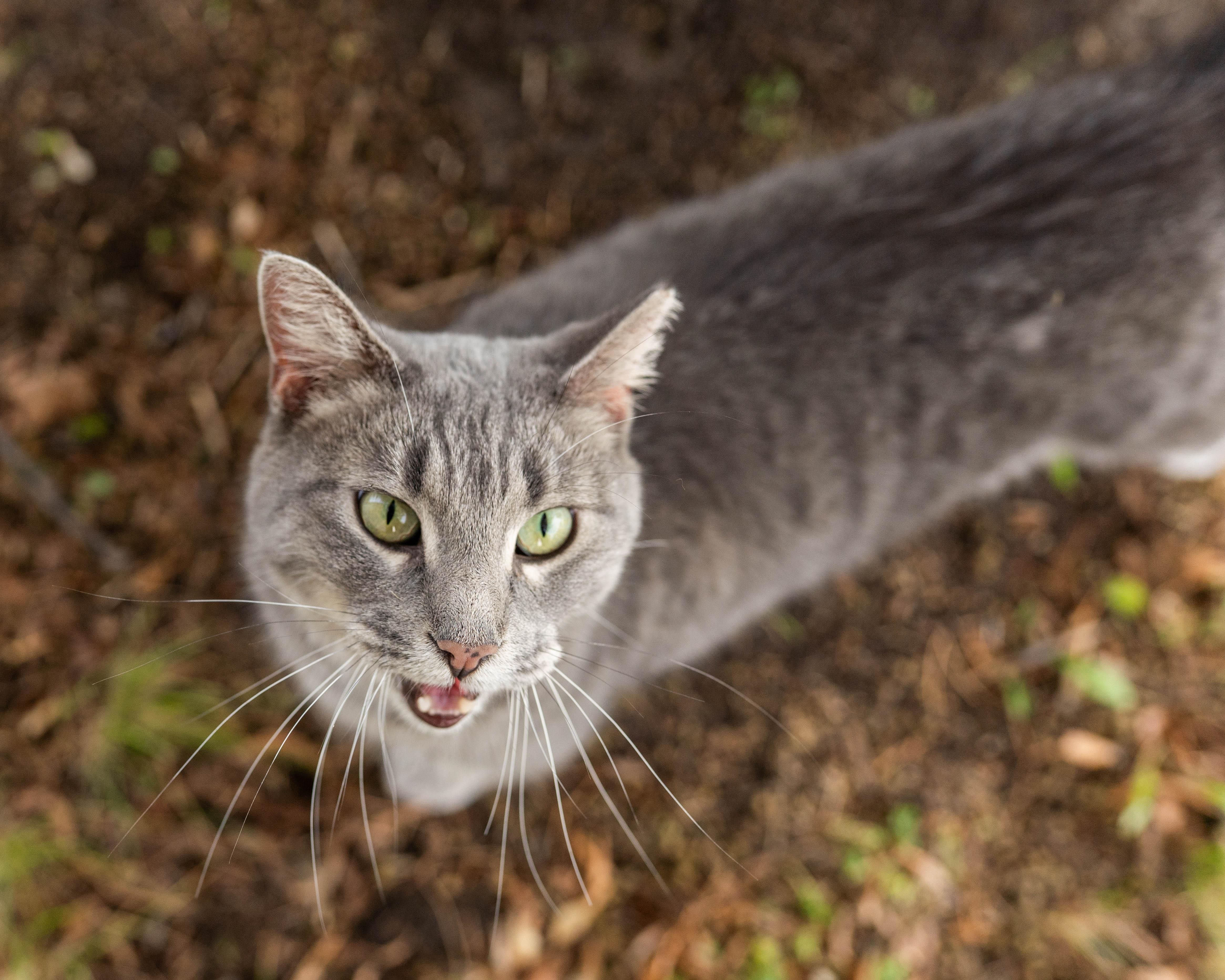 Dani, an adoptable Domestic Short Hair in Little Falls, MN, 56345 | Photo Image 3