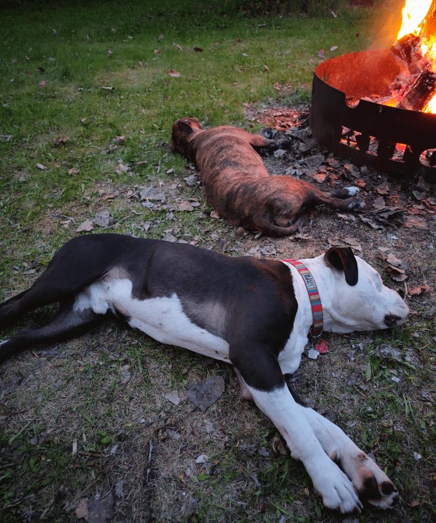 Ella, a Adoptable mixed breed in Pleasant Hill, CA image 5/6