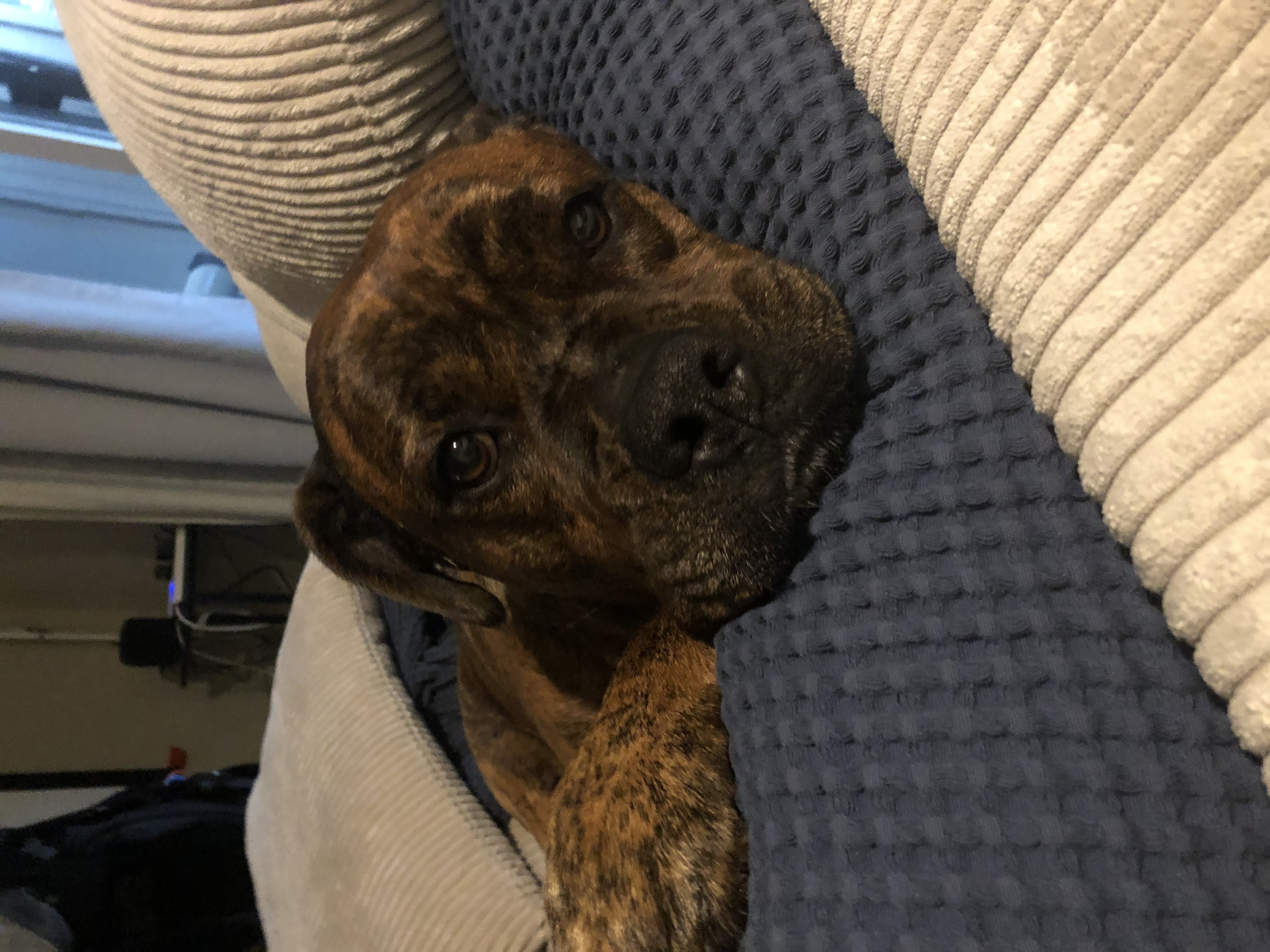 Ella, a Adoptable mixed breed in Pleasant Hill, CA image 6/6