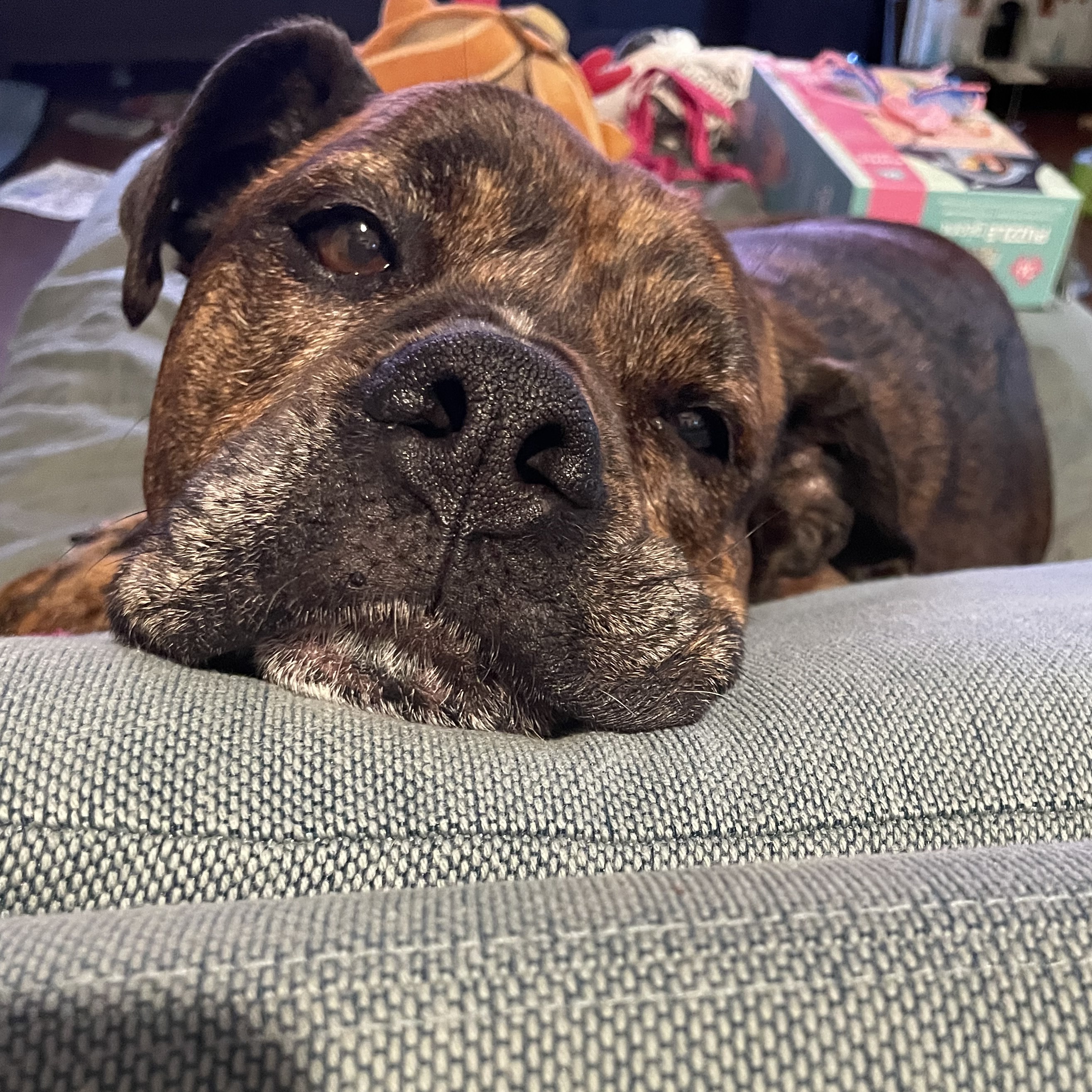 Ella, Senior Female Pit Bull Terrier