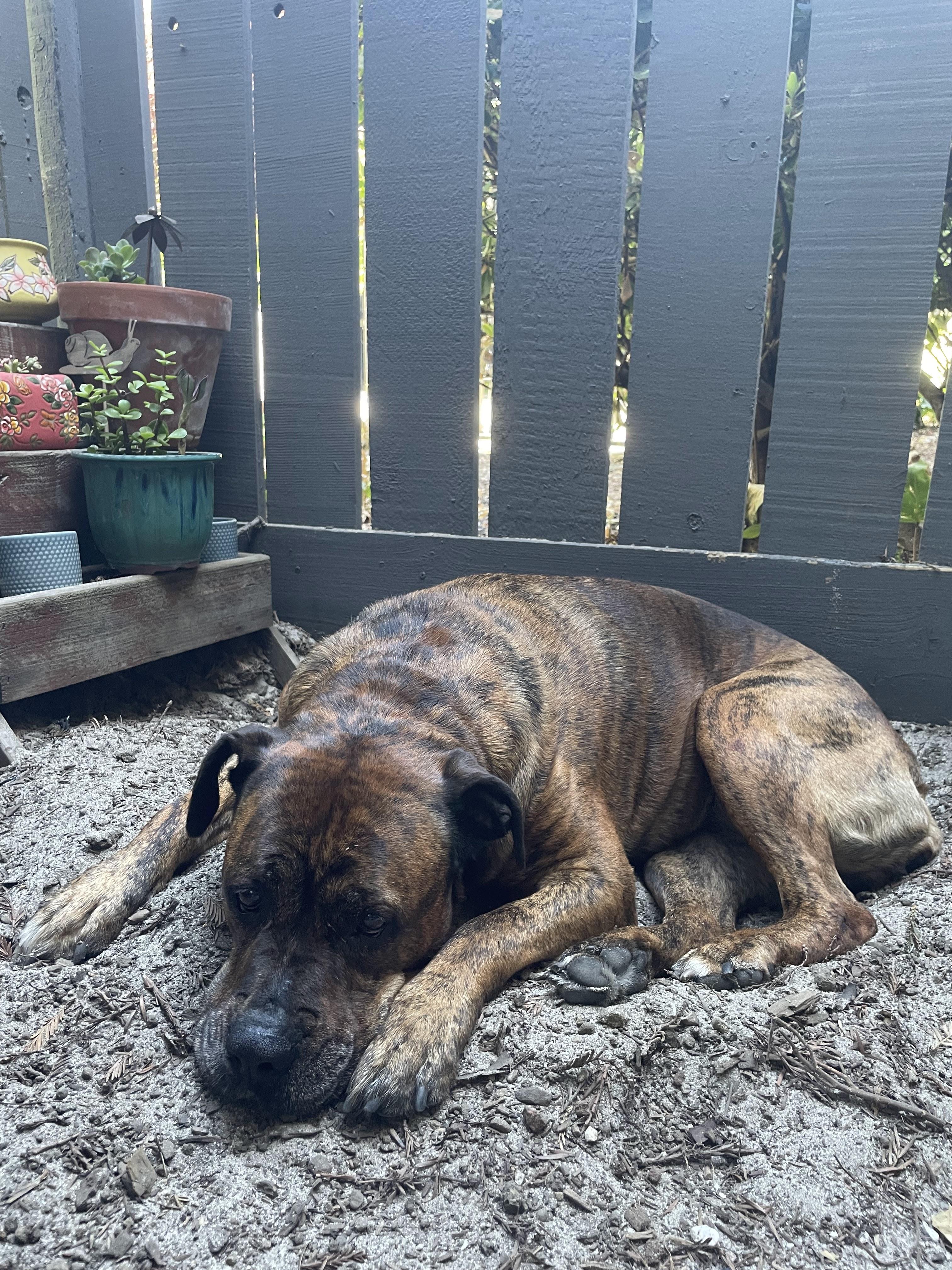 Ella, a Adoptable mixed breed in Pleasant Hill, CA image 3/6