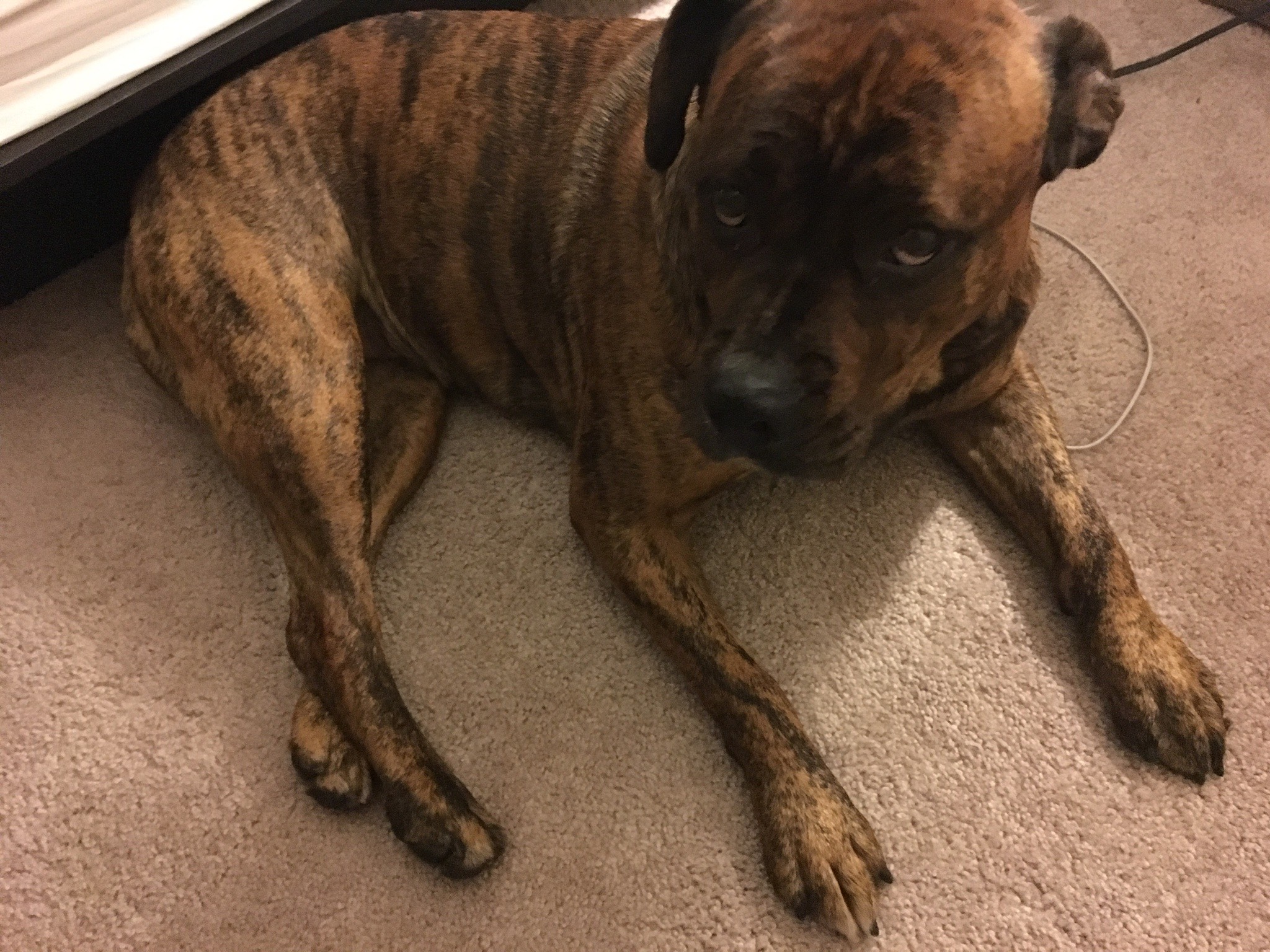 Ella, a Adoptable mixed breed in Pleasant Hill, CA image 4/6