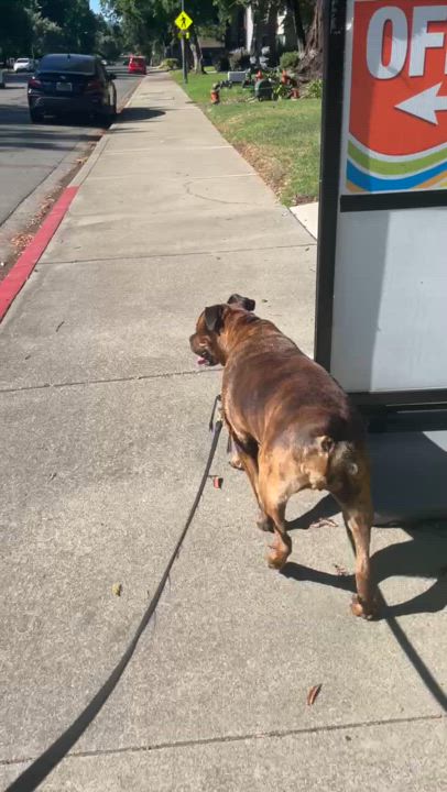 Enlarge Ella, a Adoptable mixed breed in Pleasant Hill, CA video 2/6