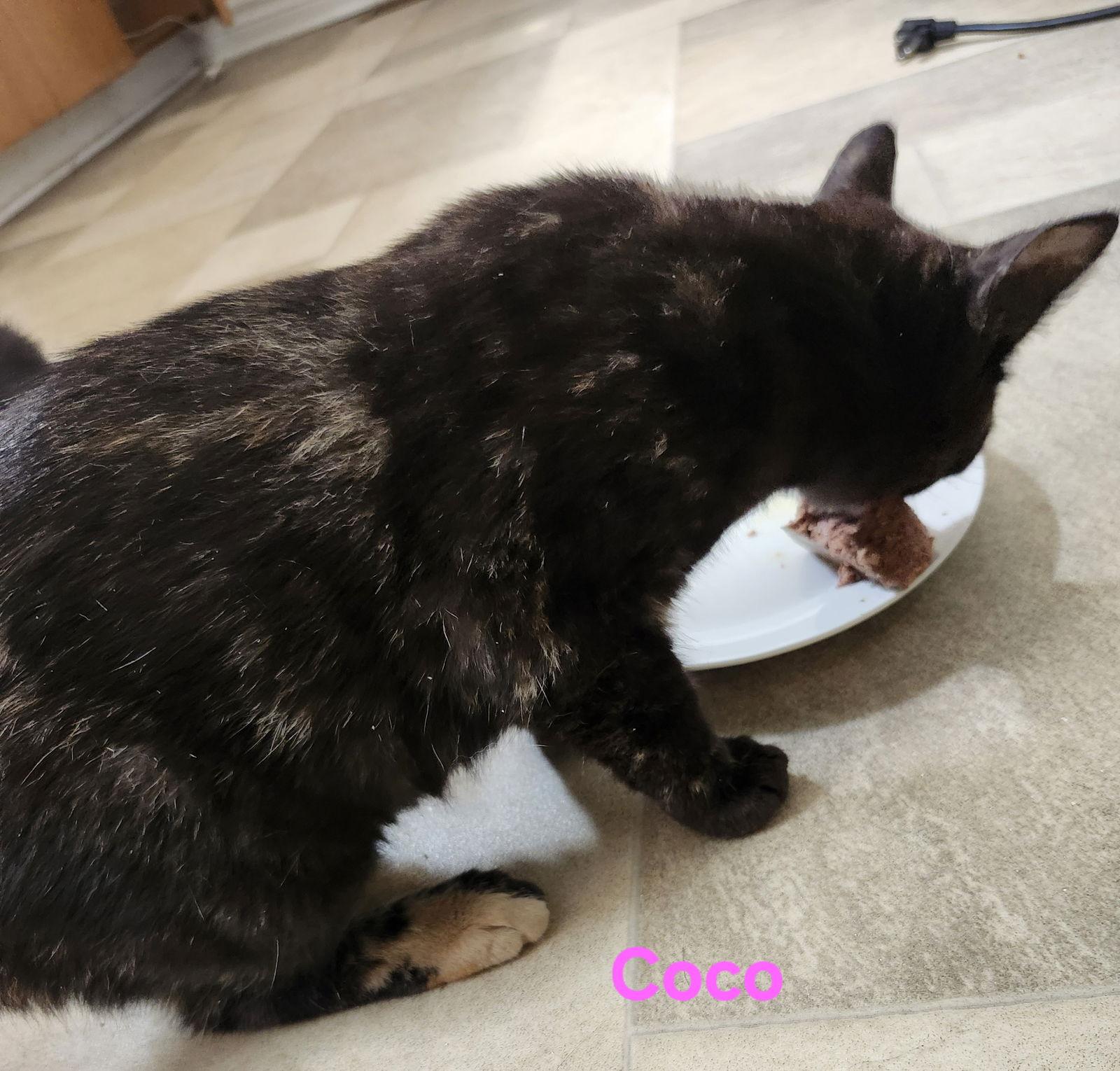 Coco, a Adoptable Tortoiseshell in Orleans, ON image 2/3