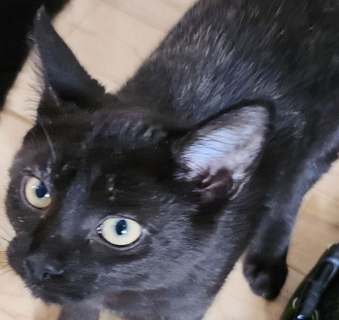 Coco, a Adoptable Tortoiseshell in Orleans, ON image 3/3