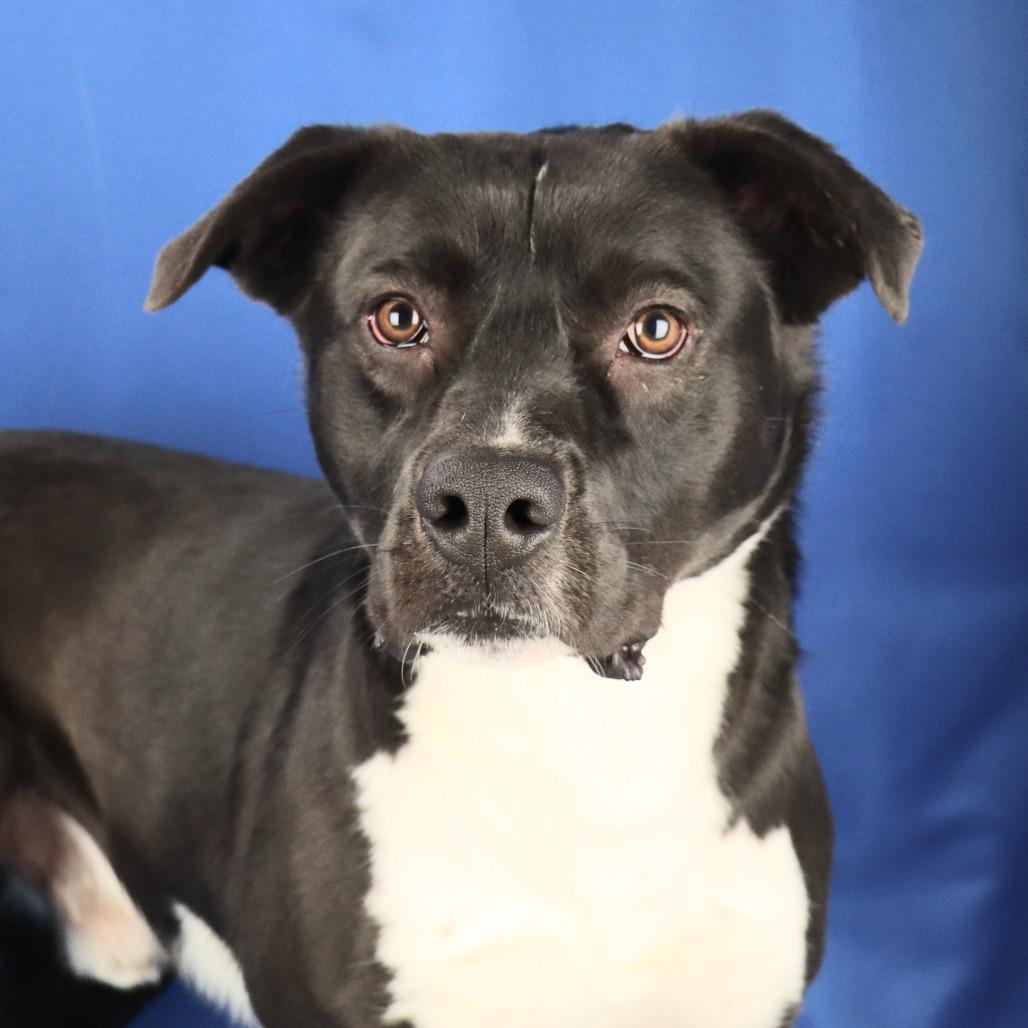 Breeze - 111102T, Adoptable, Adult Male Labrador Retriever.