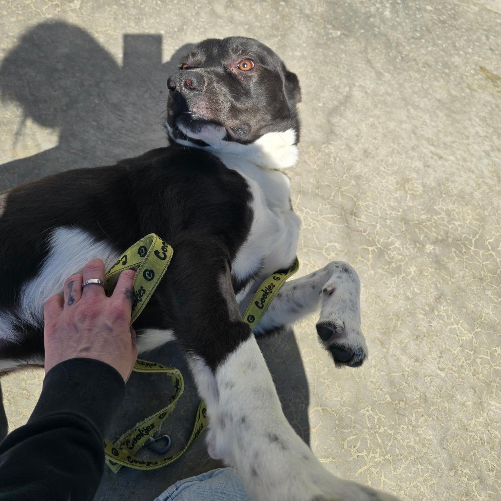 Enlarge Breeze - 111102T, a Adoptable mixed breed in Tupelo, MS image 3/5