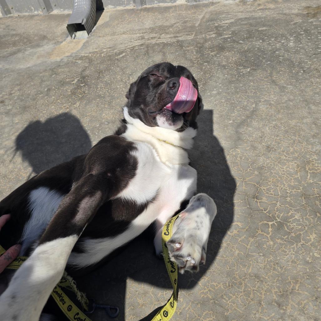 Enlarge Breeze - 111102T, a Adoptable mixed breed in Tupelo, MS image 4/5