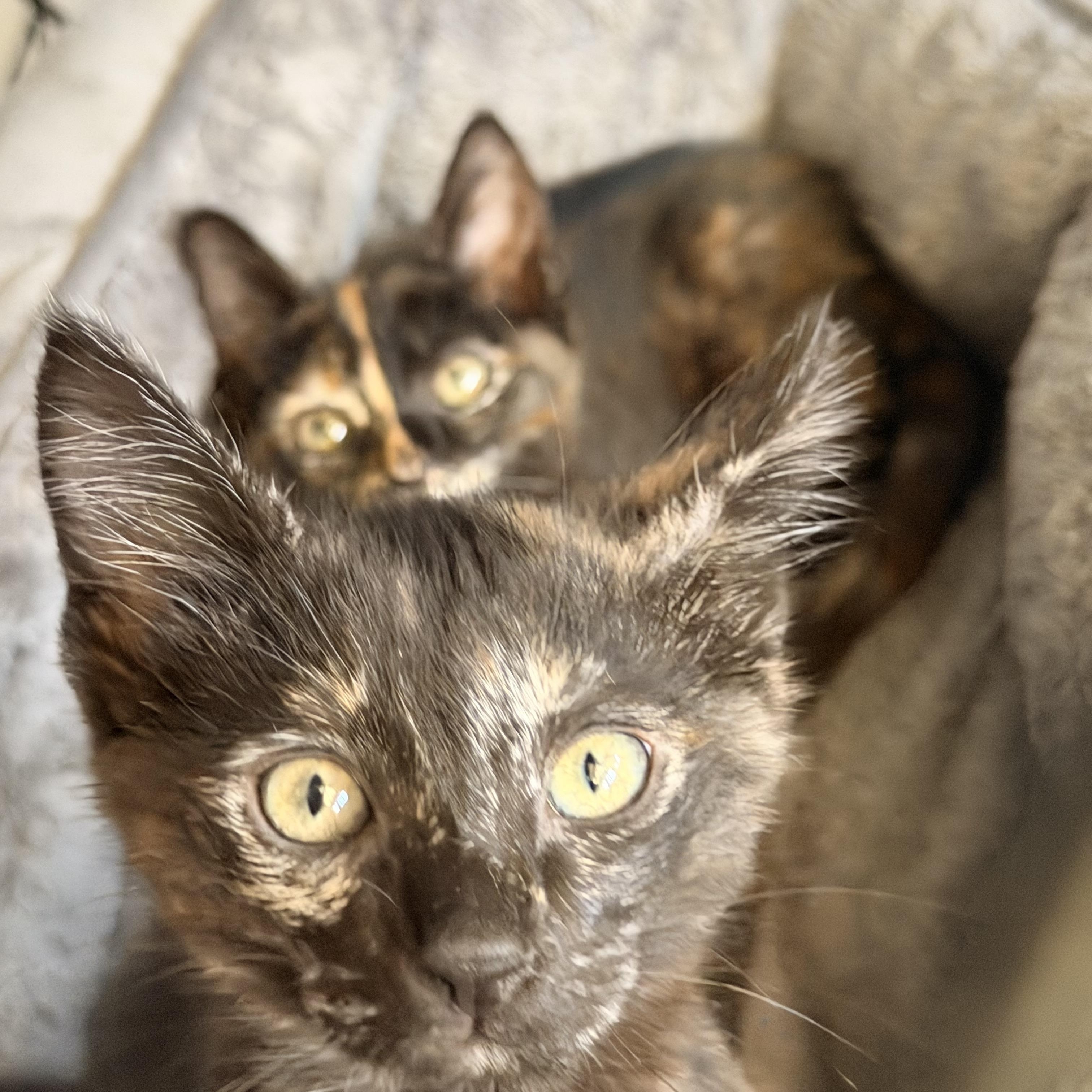 Enlarge Freckles, an adopted Domestic Short Hair in Norco, CA image 2/2