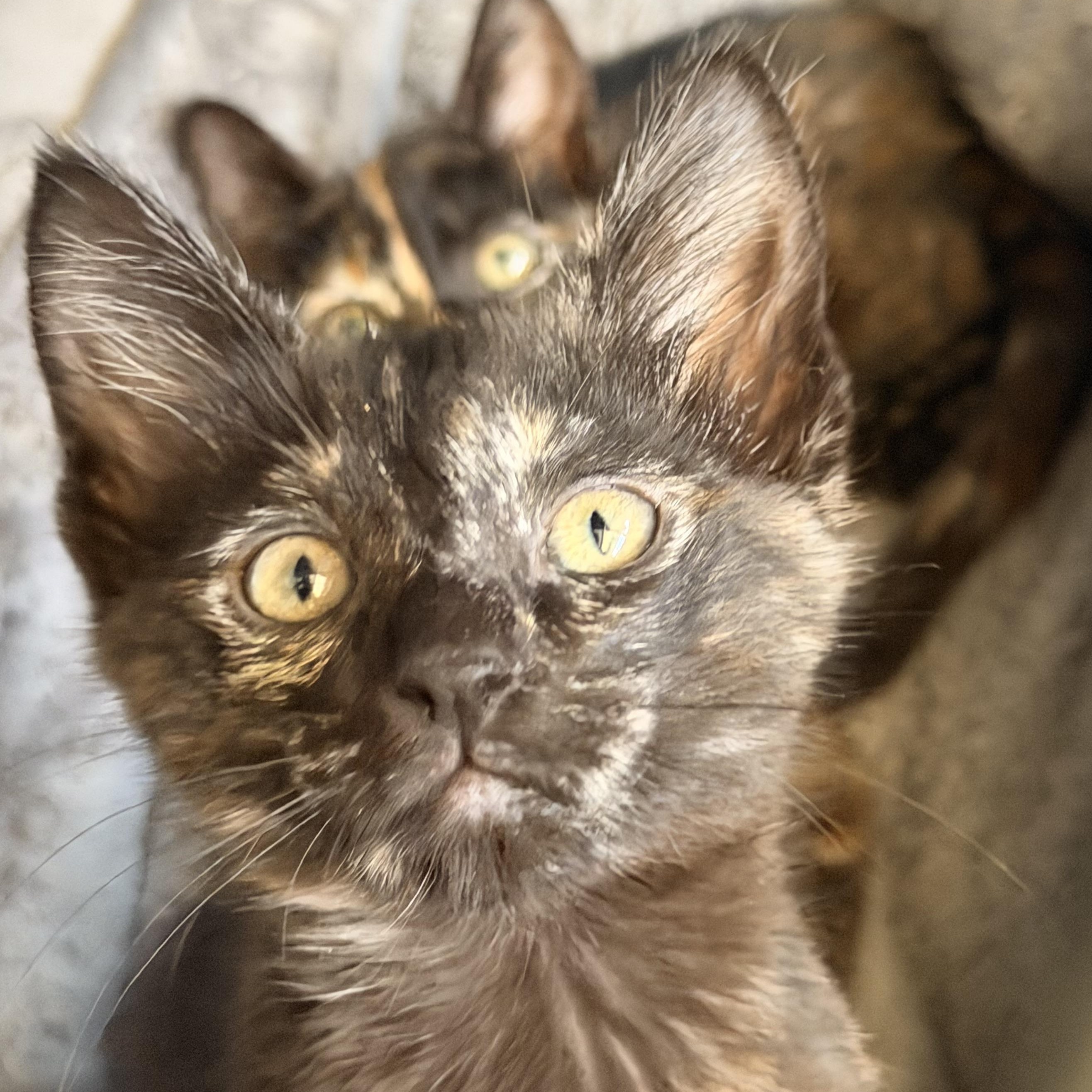 Enlarge Freckles, an adopted Domestic Short Hair in Norco, CA image 1/2