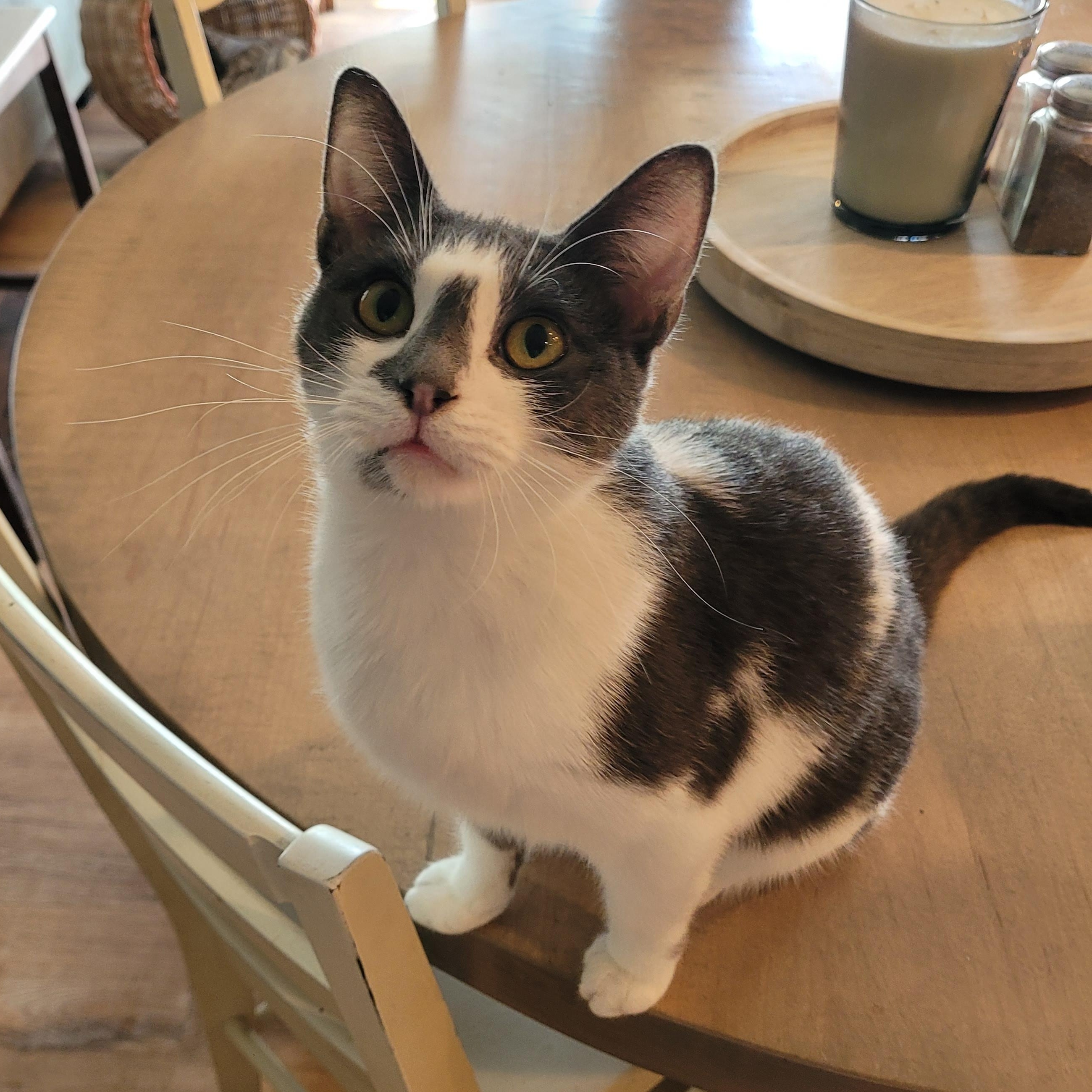 Halo 2, ADOPTABLE, Young Female Domestic Short Hair.